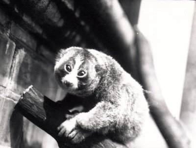 Loris lent sur une branche au zoo, 1913 - Frederick William Bond